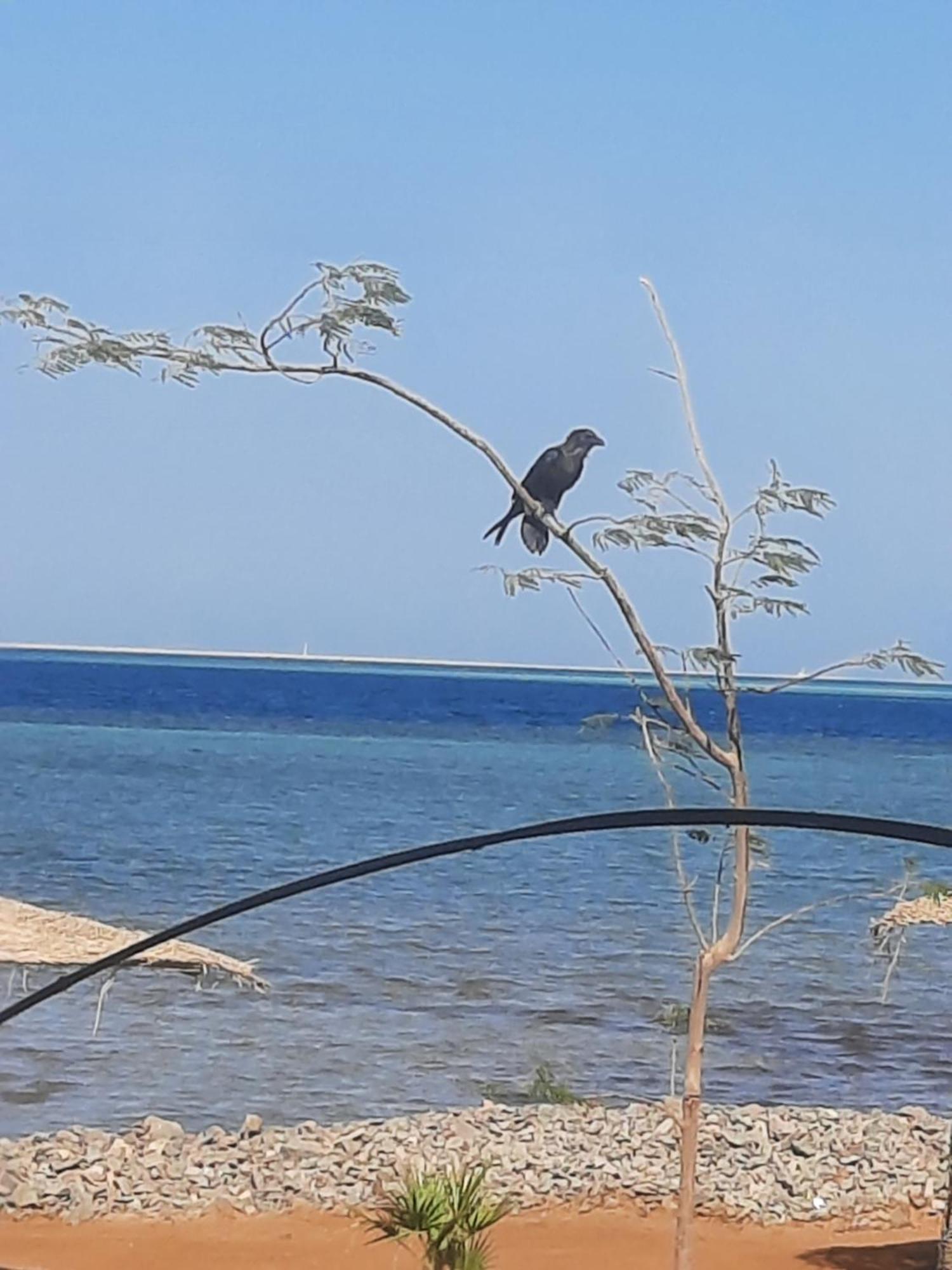 Вилла Coral Paradise Safaga Bagian luar foto